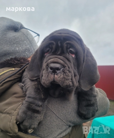 неаполитаански мастиф, снимка 4 - Мастиф - 52875975