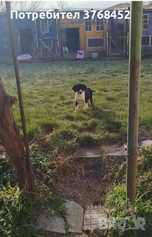 Продам женско гонче