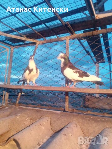 Гълъби високолетачи ПАЗАРДЖИШКИ!, снимка 15 - Гълъби - 30137742