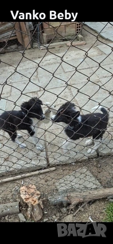 продават се две каракачанки кученца мъжко и женско но 2 месеца и 15 дена, снимка 4 - Каракачанска овчарка - 53917382