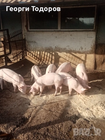Малки прасета /прасенца , снимка 3 - Прасета - 53014862