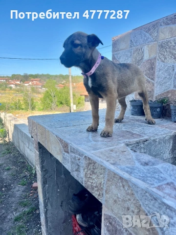 Кръстоска ….. белгийска Малиноа Последно женско, снимка 10 - Белгийска овчарка - 54312553