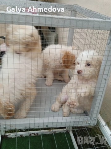 Лагото романьоло , снимка 5 - Други - 52513113