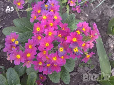 Продавам цветя Иглика (полска), снимка 8 - Разсади - 47332304