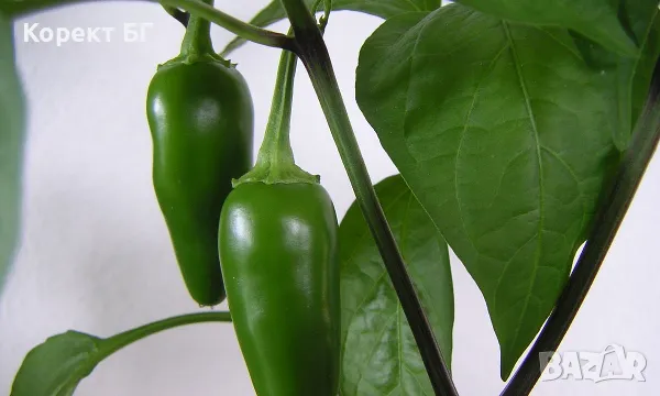 Чушка и семе от най-лютите сорт чушки в СВЕТА! Каролина Рийпър, Червено Хабанеро, Халапеньо , снимка 16 - Разсади - 49863001