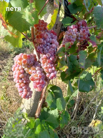 грозде червен мискет