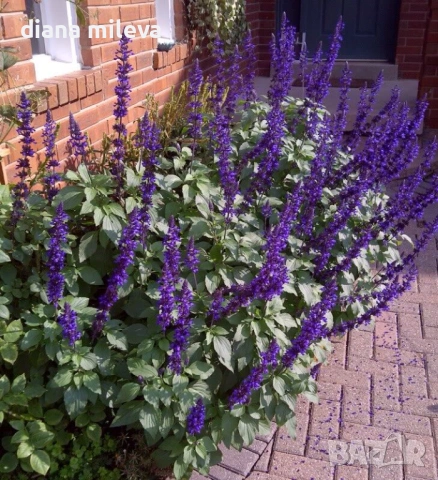 Салвия Мистично Синьо, Salvia 'Misty' blue или по-известна като Градински чай!!, снимка 3 - Градински цветя и растения - 54161538