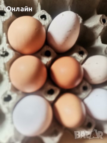 Домашни яйца Благоевград , снимка 1 - Кокошки и пуйки - 44493458