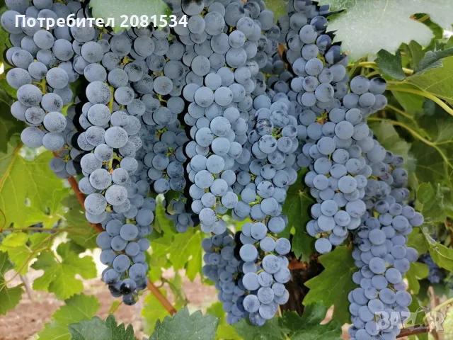 Грозде за ракия и вино, снимка 5 - Други - 55590190