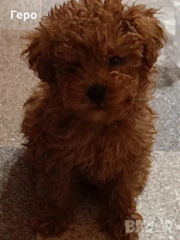 пудел той , снимка 8 - Пудели - 53322409