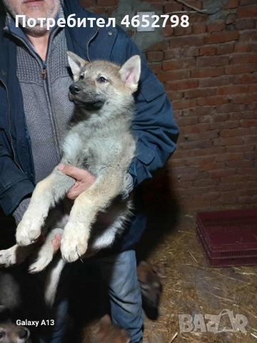 Чехославашки Вълчак, снимка 4 - Други - 53135165