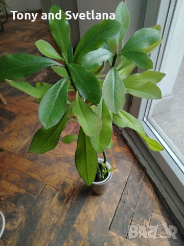 Каучуково дърво (Euphorbia Synadenium) - саксийно растение. , снимка 2 - Стайни растения - 51625139