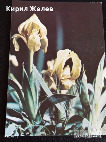 Четири пощенски картички МЕДОВА ПЕРУНИКА, СТРАНДЖАНСКА ЗВЪНИКА,ВОДНА ЛИЛИЯ 26474, снимка 2 - Филателия - 51697755