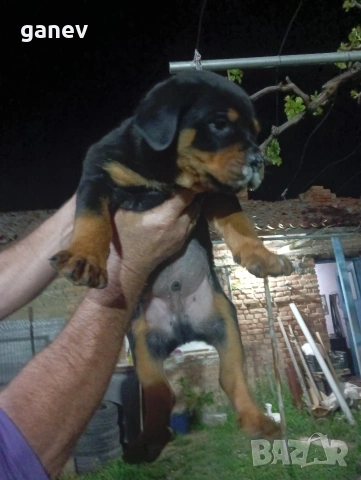 бебета ротвайлер 