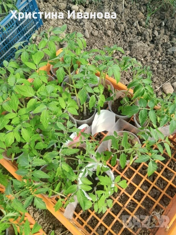 Продавам разсад домати., снимка 2 - Разсади - 54317797