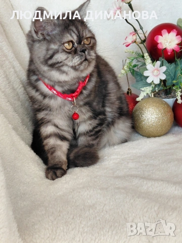 Екзотично момиче , снимка 2 - Персийска - 53129772