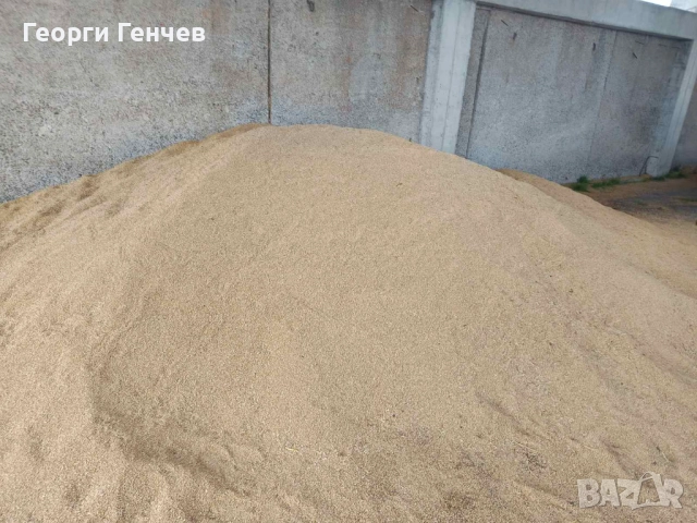 Продавам Слънчоглед, Пшеница и Овес, реколта 2025г., снимка 7 - За селскостопански - 51316517