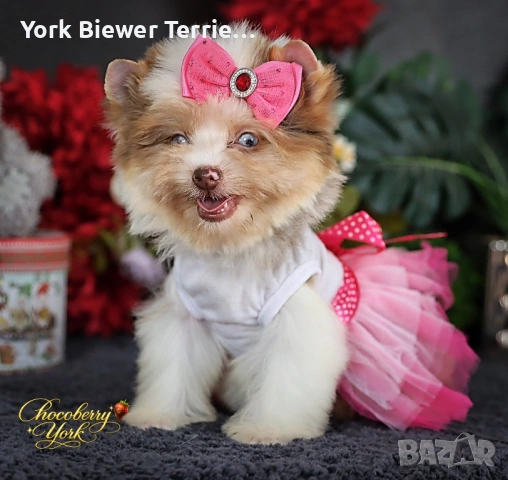 Йоркширски Териер, шокоберри цвят! Момичета с родословие за деца и възрастни! 