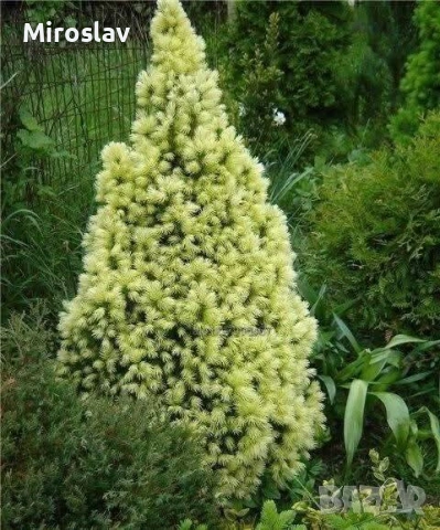 Мини смърч „Daisy's White“, снимка 6 - Градински цветя и растения - 54283627