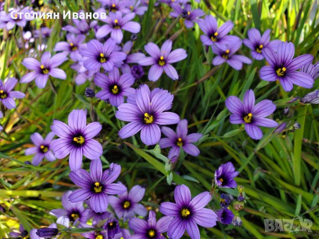 Сисиринхиум, синеока трева (Sisyrinchium angustifolium), снимка 3 - Градински цветя и растения - 40472603