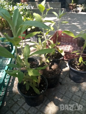 Салвия, снимка 4 - Градински цветя и растения - 44679741