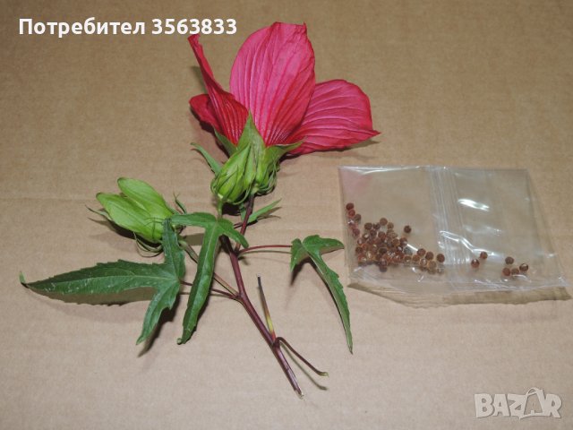 Китайска роза - семена, снимка 2 - Стайни растения - 42756278