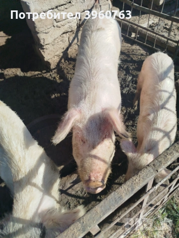 Продавам прасенца и една голяма свиня, снимка 6 - Прасета - 53938417