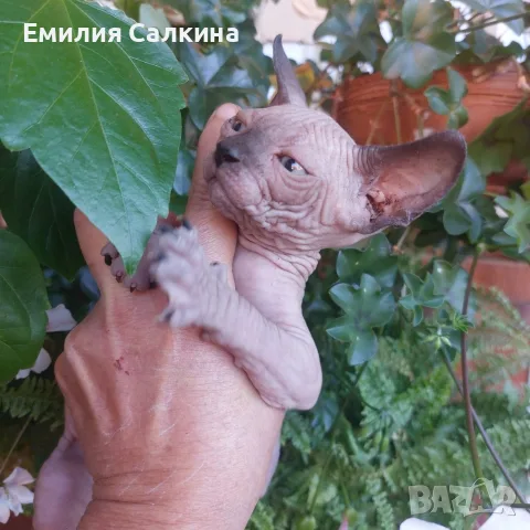 Канадси сфинкс женска, снимка 2 - Сфинксове - 56074362