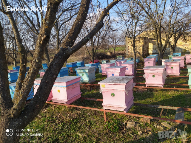 Продавам пчелни семейства, снимка 2 - За пчели - 44623831