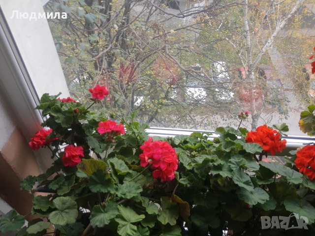 Мушкато,богато,последни бройки,над 10 бр.снимки от днес,цъфтят целог в сандъче                      , снимка 8 - Градински цветя и растения - 52723597