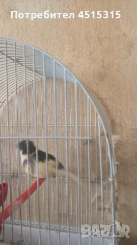 Male Canary Gloster, снимка 8 - Канари - 52115676