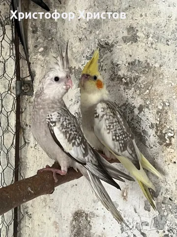 Папагали корела , снимка 1