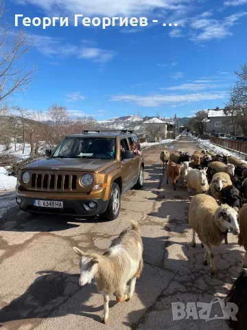 МЛАДИ КОЗИ ИЗГОДНО !!!, снимка 7 - Кози - 32341385