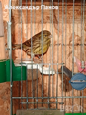 Канарчета, снимка 4 - Канари - 52434628
