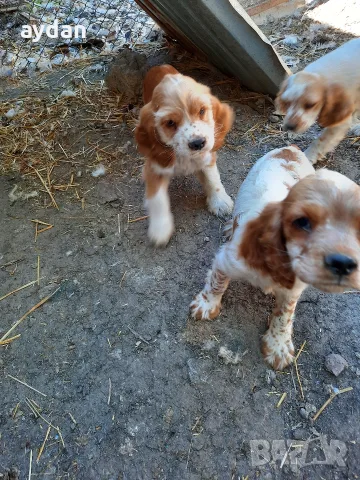 мъжки кокери на 2 месеца, снимка 5 - Кокер шпаньол - 56027265