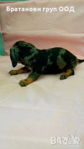 Мини Дакел блу мерле, снимка 5 - Дакели - 50458058