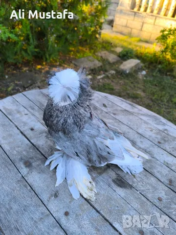 Бухари , снимка 13 - Гълъби - 48210642