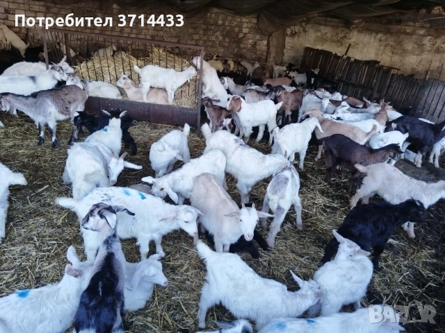 Продавам ярета, снимка 2 - Кози - 54332210