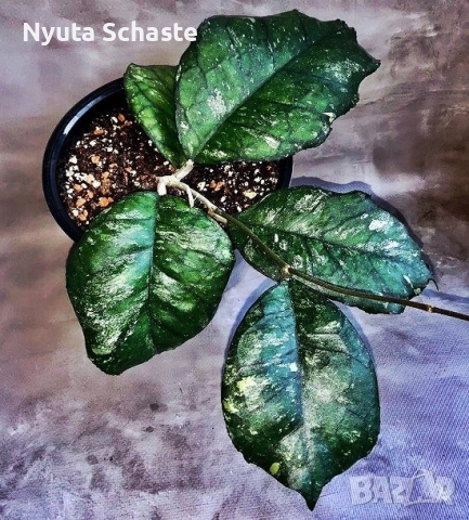 Хоя. Хойя EPC 959 SVETLANA 