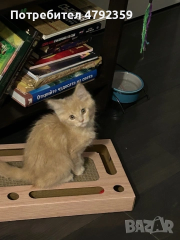 Мейн куун котета, снимка 4 - Мейн кун - 54150439