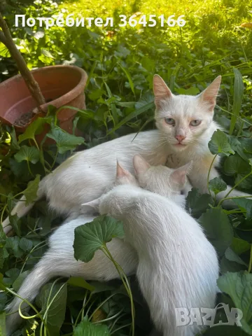 Бели котета- Турска ангора, снимка 2 - За котки - 55982403