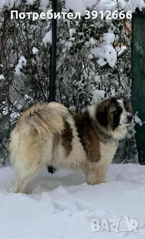 Продавам чистокръвни каракачанаски овчарки , снимка 6 - Каракачанска овчарка - 52393767