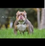 American bully pocket , снимка 4