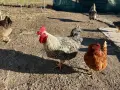 Млади петли кръстоска , снимка 1