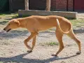 Продавам хрътки , снимка 1