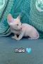 Дон Сфинкс чистокръвни момченце и момичета , снимка 8