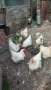 Пилета и яйца от Бяло Брезе., снимка 1