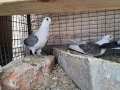 Гълъби, снимка 4