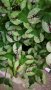 Цветна детелинка 2, снимка 1 - Градински цветя и растения - 40717011