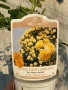 🌹 РОЗА 🌹Gpt RIMOSA® (Gold Bunny®) Meigro-Nurisar, снимка 6